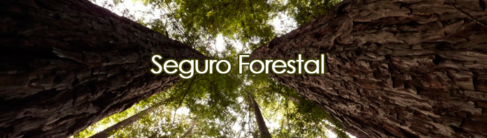 seguro-forestal-v3